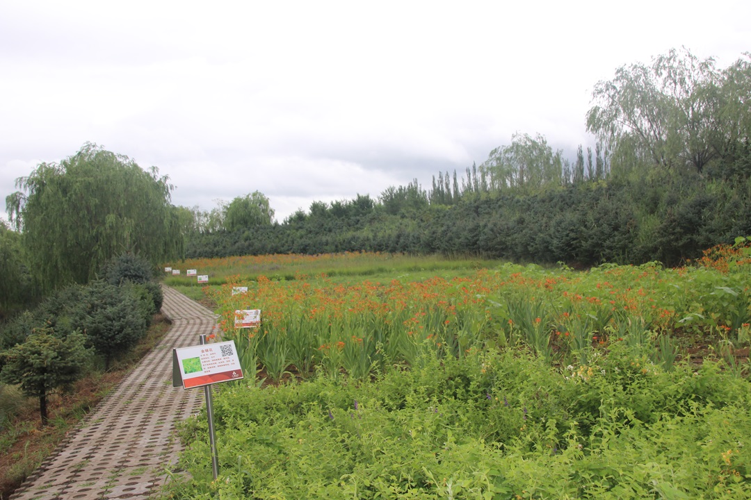 大唐藥業草(cǎo)原植物(wù)藥研究基地.JPG